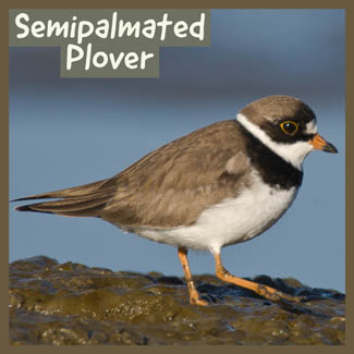 Semipalmated Plover